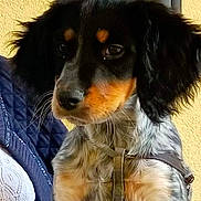Beka participe au concours pour gagner de l'argent avec cette photo : animal, black_fur, calm, canine, close_up, companion, cute, dog, fur, harness, indoor, long_ears, looking_away, pet, portrait, puppy, tan_fur, whiskers, yellow_wall, young_dog