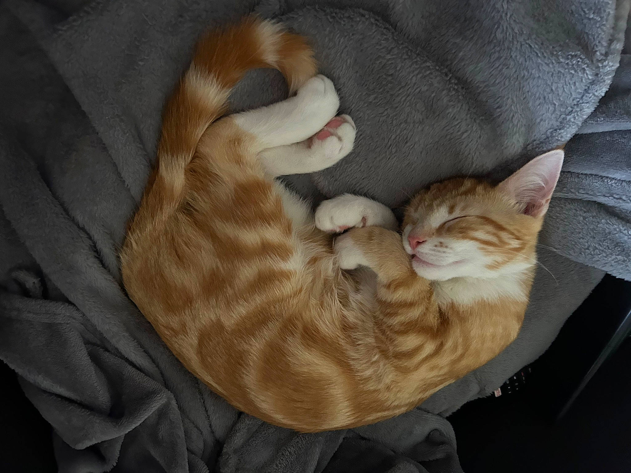 Sky a rejoint le concours — aidez-le/la à gagner de superbes lots ! canidae, carnivore, cat, claw, comfort, domestic_short_haired_cat, ear, fawn, felidae, fur, gesture, nap, paw, sleep, small_to_medium_sized_cats, snout, tail, whiskers, wood