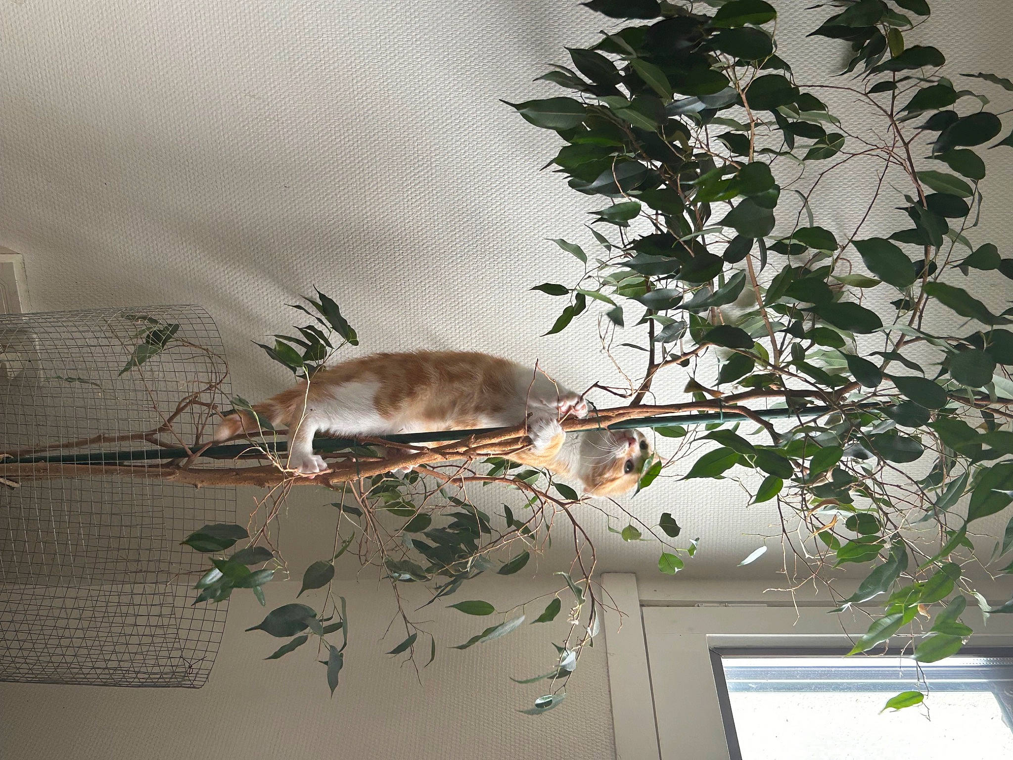 Sky participe au concours pour gagner de l'argent avec cette photo : art, cat, ceiling, event, felidae, flowerpot, houseplant, plant, plant_stem, room, still_life_photography, tail, tints_and_shades, tree, twig, wildlife, wood