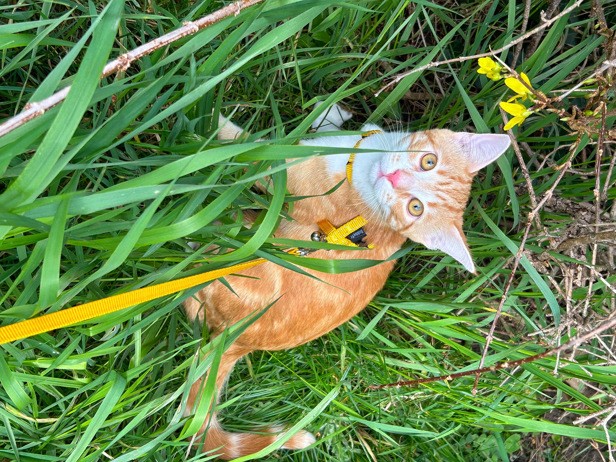 Sky participe au concours pour gagner de l'argent avec cette photo : art, craft, creative_arts, fawn, grass, grass_family, grassland, groundcover, lawn_ornament, natural_material, plant, plastic, poales, tail, terrestrial_animal, terrestrial_plant, toy, wood