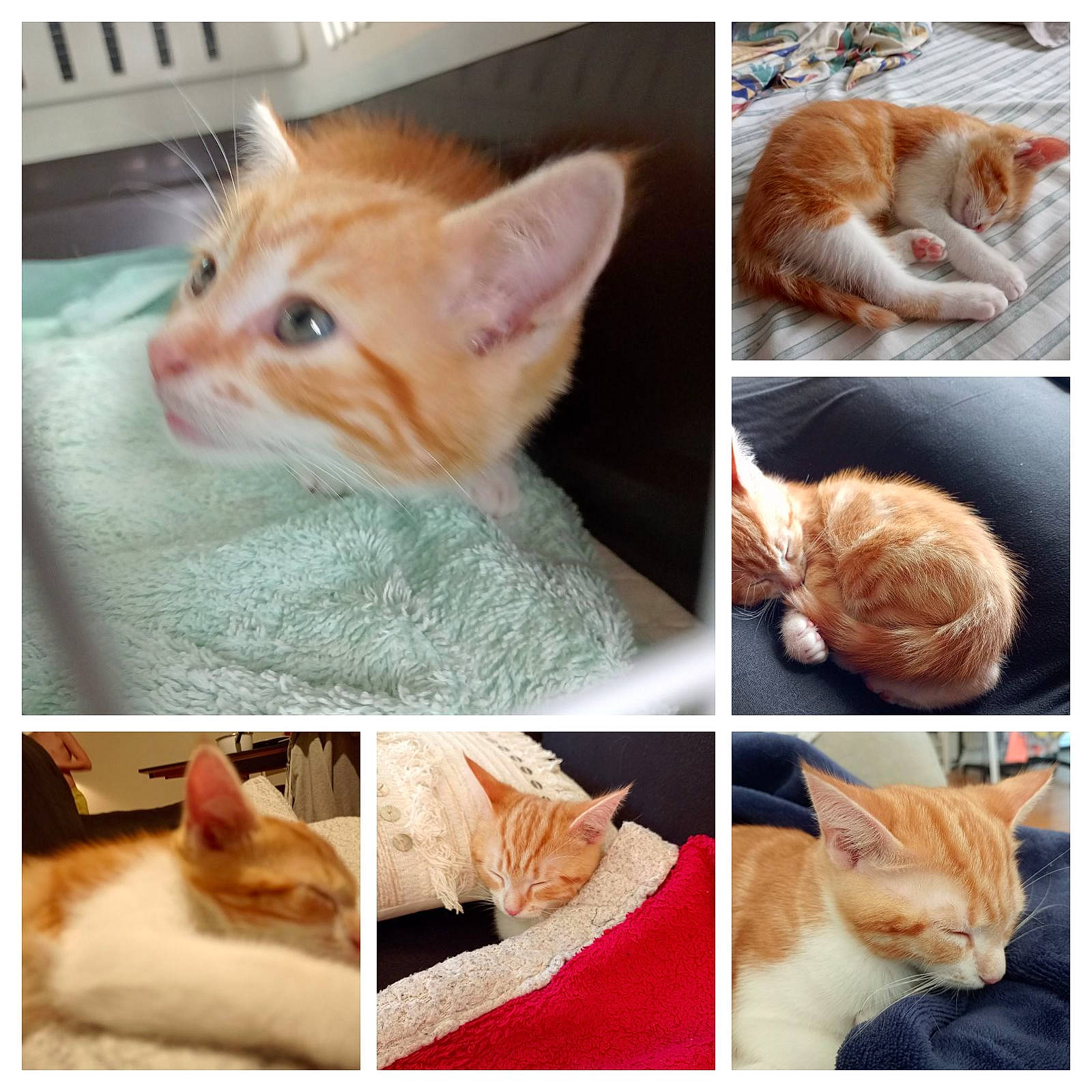 Sky participe au concours pour gagner de l'argent avec cette photo : art, carnivore, cat, collage, ear, fawn, felidae, fur, gesture, iris, nose, organism, paw, photograph, small_to_medium_sized_cats, snapshot, snout, tail, vertebrate, whiskers