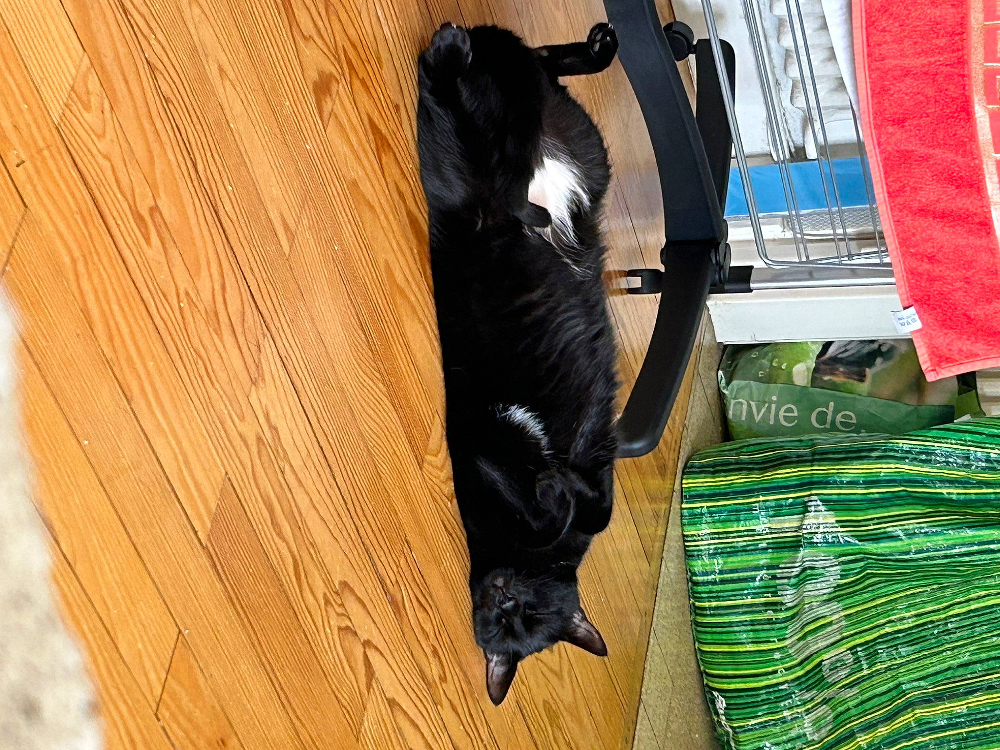 Anakin a rejoint le concours — aidez-le/la à gagner de superbes lots ! canidae, carnivore, companion_dog, dog_breed, felidae, flooring, fur, hardwood, natural_material, pattern, plank, plywood, small_to_medium_sized_cats, sporting_group, tail, terrestrial_animal, varnish, wood, wood_flooring, wood_stain