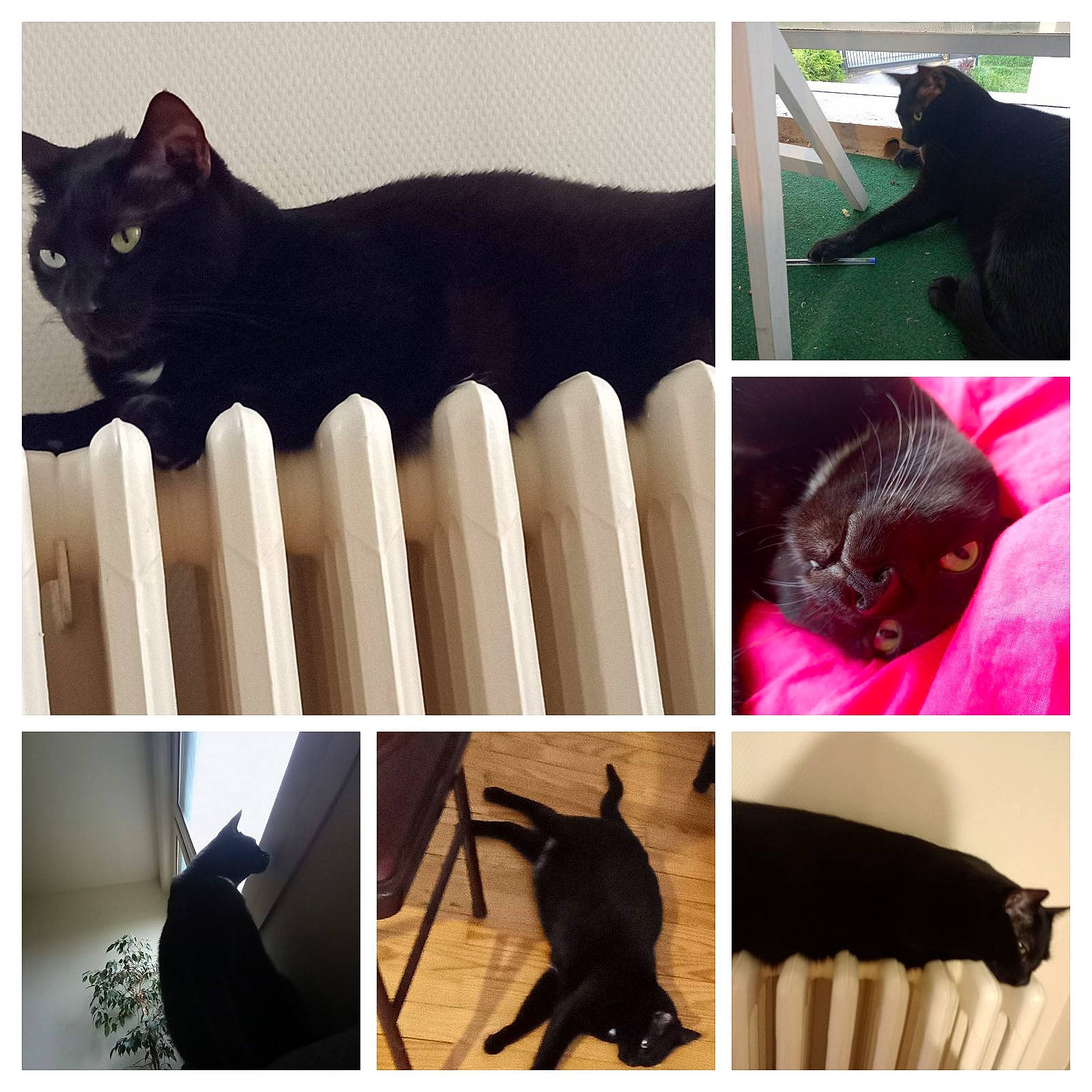 Anakin a rejoint le concours — aidez-le/la à gagner de superbes lots ! art, black, black_cat, carnivore, cat, collage, comfort, felidae, font, fur, gesture, magenta, paw, photo_caption, photography, small_to_medium_sized_cats, snapshot, tail, vertebrate, whiskers