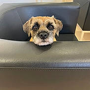 Thaïs participe au concours pour gagner de l'argent avec cette photo : adorable, animal, brown_fur, closeup, cute, dog, domestic_animal, ears, eyes, face, furniture, head, indoor, leather_chair, looking, minimalist, nose, pet, room, snout