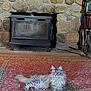 cat, fluffy, gray_cat, rug, red_rug, stone_wall, fireplace, wood_stove, bookshelf, books, broom, shoes, indoor, cozy, pet, relaxed, furniture, floor, home_interior, domestic