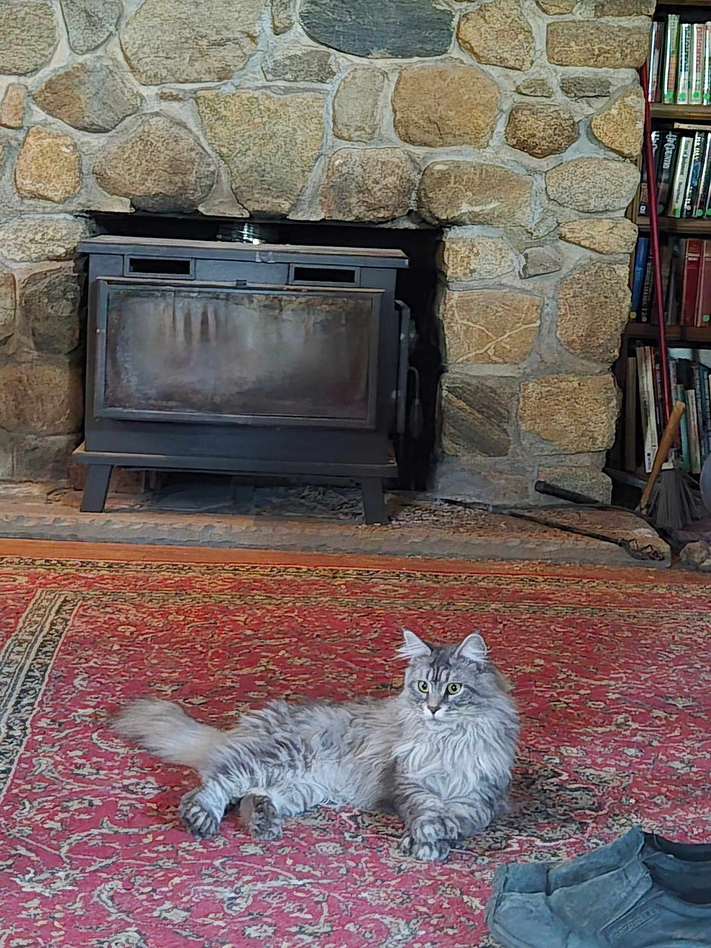 Atalanta joined the competition — help win amazing prizes! cat, fluffy, gray_cat, rug, red_rug, stone_wall, fireplace, wood_stove, bookshelf, books, broom, shoes, indoor, cozy, pet, relaxed, furniture, floor, home_interior, domestic