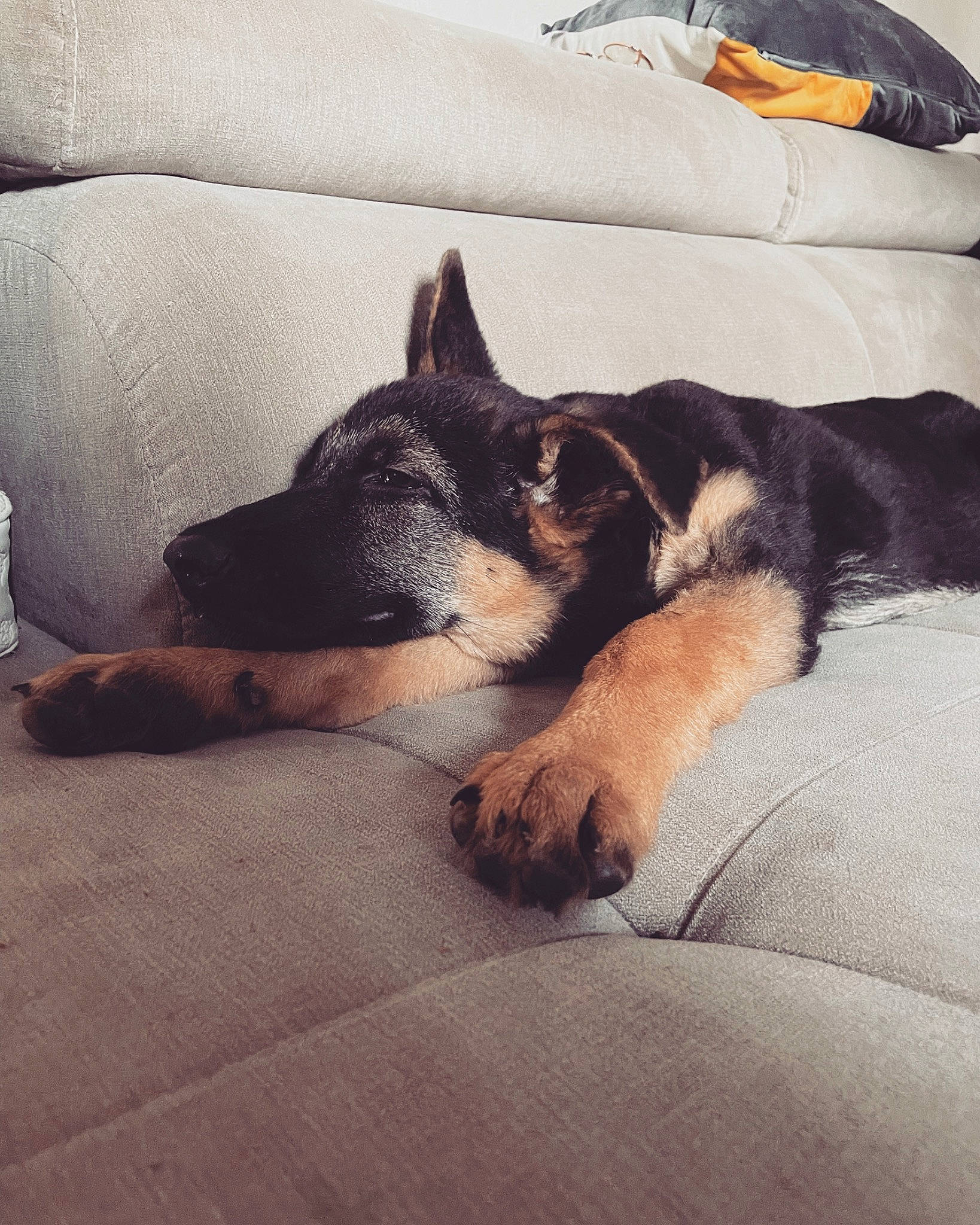 Spike a rejoint le concours — aidez-le/la à gagner de superbes lots ! bedding, canidae, carnivore, cloud, comfort, companion_dog, couch, dog, dog_breed, domestic_short_haired_cat, fawn, felidae, fur, linens, paw, small_to_medium_sized_cats, snout, sporting_group, tints_and_shades, whiskers