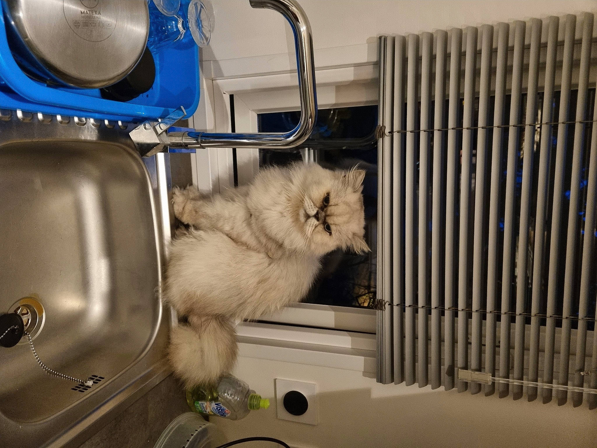 Navy participe au concours pour gagner de l'argent avec cette photo : audio_equipment, automotive_lighting, carnivore, cat, electric_blue, felidae, fur, gas, metal, motor_vehicle, persian, personal_protective_equipment, plumbing_fixture, room, service, sink, small_to_medium_sized_cats, tail, tap, whiskers