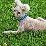 Max is registered to the contest to win money with this photo: accessories, animal, ball, canine, dog, field, flower, grass, grassland, green, lawn, nature, outdoors, pet, plant, poodle, puppy, summer, vegetation, whitedog