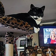 Charlotte is registered to the contest to win money with this photo: adult, animal, architecture, art, building, cat, computerhardware, electronics, female, furniture, hardware, indoors, livingroom, monitor, person, pet, room, screen, tv, woman