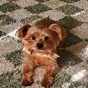 Harley is registered to the contest to win money with this photo: animal, carpet, cozy, cute, dog, ears, face, fluffy, fur, home, indoor, light, looking, lying_down, patterned_carpet, paw, pet, relaxed, shadow, small_dog