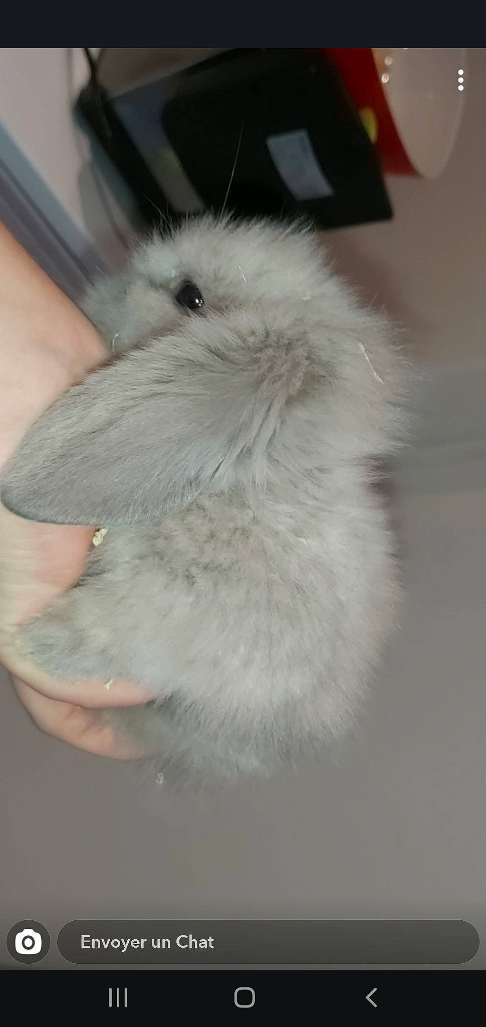 Grisouille participe au concours pour gagner de l'argent avec cette photo : angora_rabbit, domestic_rabbit, ear, fur, rabbit, rabbits_and_hares, skin, snout, tail, whiskers