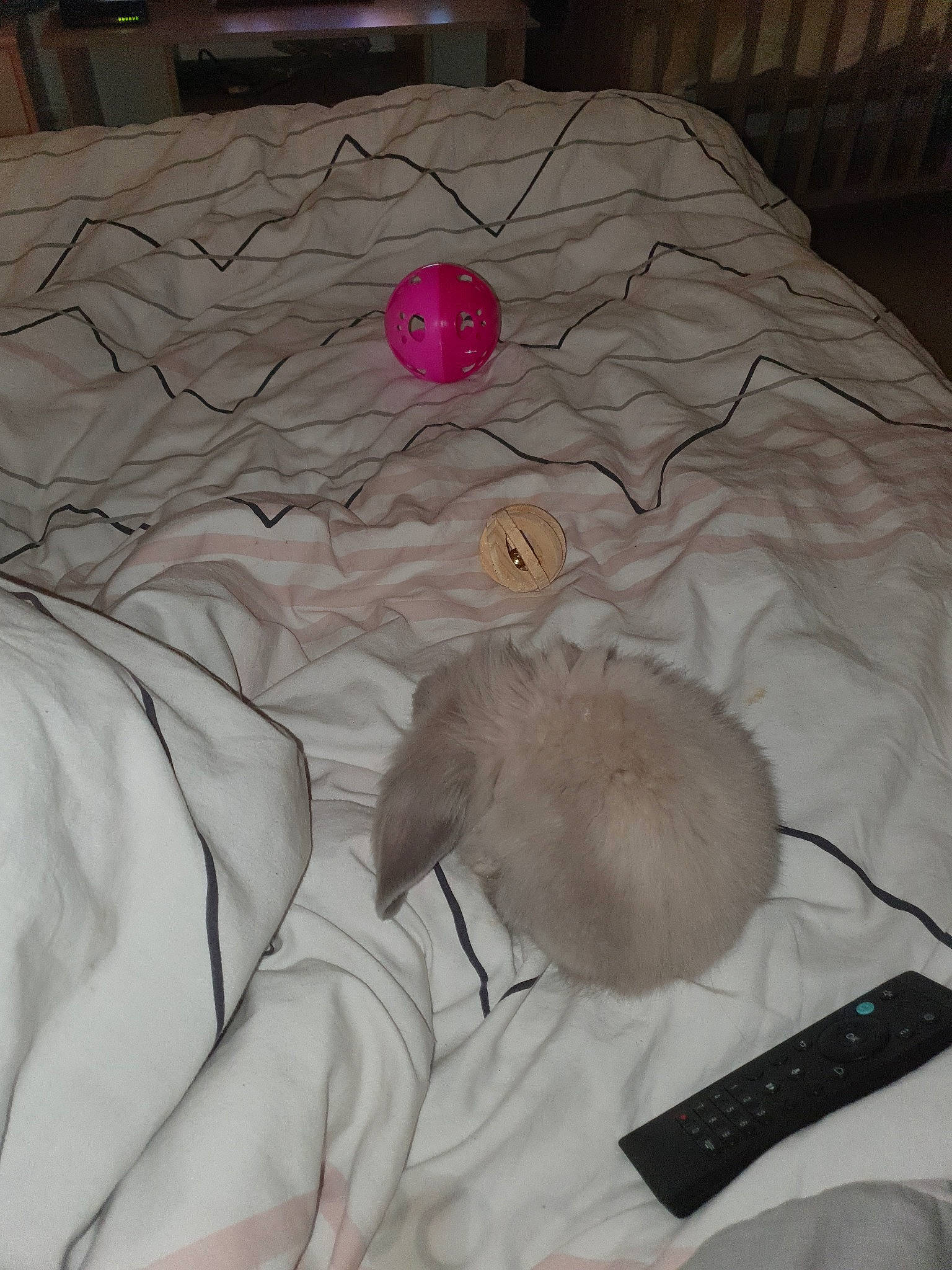 Grisouille a rejoint le concours — aidez-le/la à gagner de superbes lots ! bed, bed_sheet, blanket, cat, fur, furniture, linens, sleep