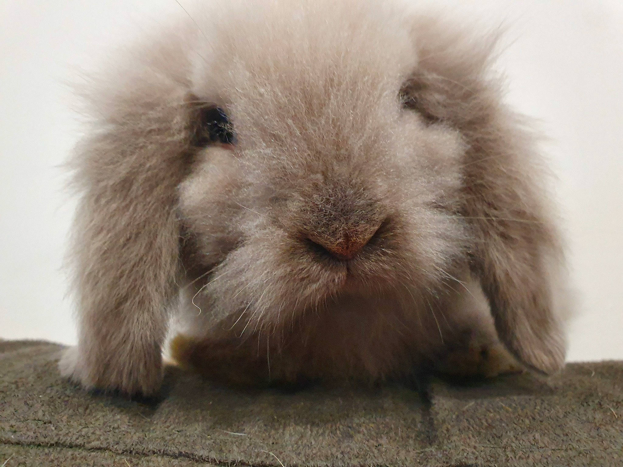 Grisouille a rejoint le concours — aidez-le/la à gagner de superbes lots ! angora_rabbit, domestic_rabbit, ear, fawn, fur, guinea_pig, hare, mammal, nose, rabbit, rabbits_and_hares, skin, snout, whiskers