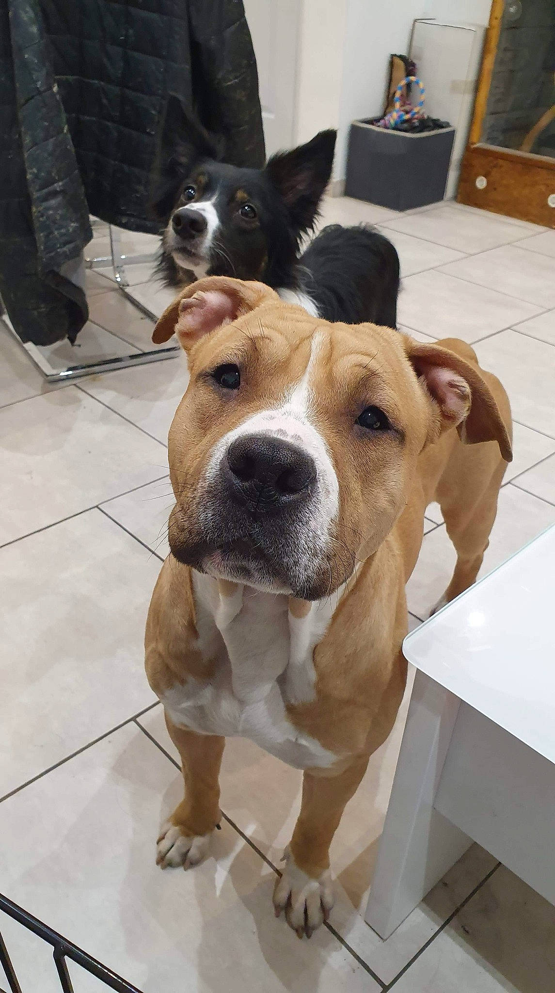 Pongo a rejoint le concours — aidez-le/la à gagner de superbes lots ! american_pit_bull_terrier, american_staffordshire_terrier, ancient_dog_breeds, canidae, carnivore, companion_dog, dog, dog_breed, fawn, mammal, non_sporting_group, pit_bull, snout, sporting_group, staffordshire_bull_terrier, terrier, vertebrate, whiskers