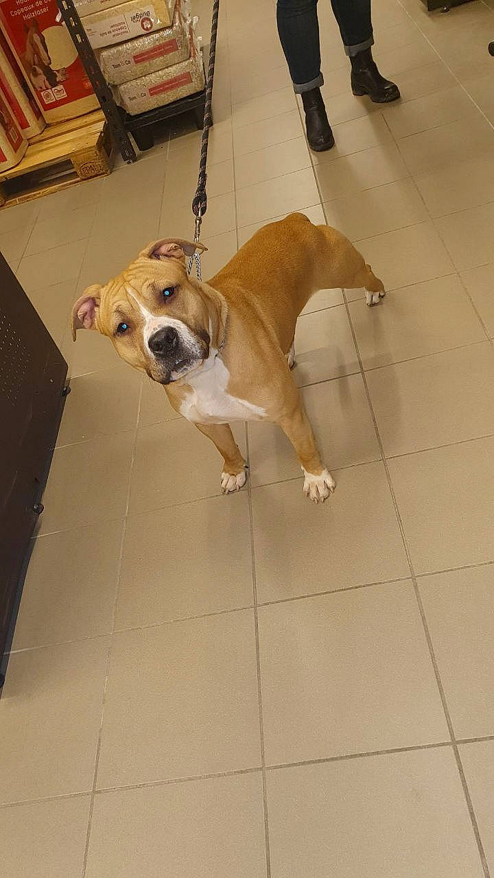 Pongo a rejoint le concours — aidez-le/la à gagner de superbes lots ! american_bulldog, american_pit_bull_terrier, australian_bulldog, bulldog, canidae, carnivore, companion_dog, dog, dog_breed, fawn, floor, mammal, non_sporting_group, old_english_bulldog, olde_english_bulldogge, perro_de_presa_mallorquin, snout, sporting_group, tile, valley_bulldog