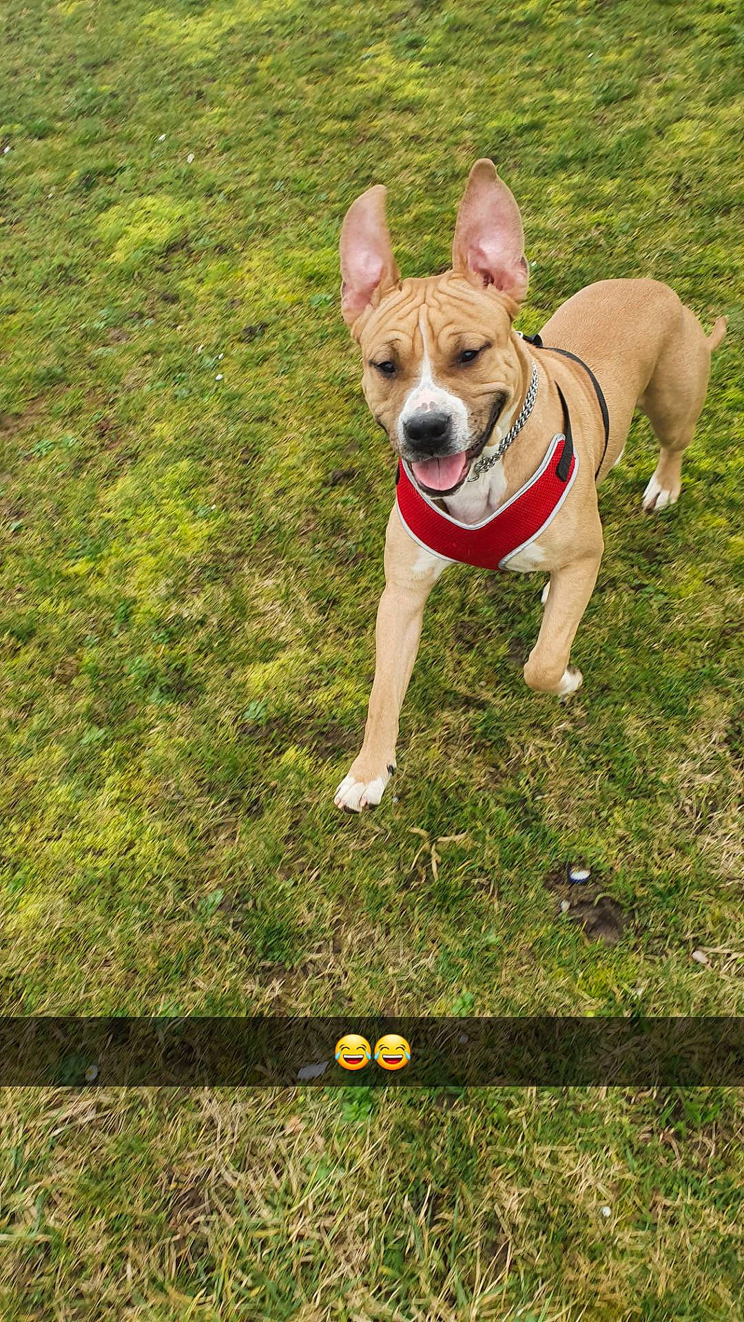 Pongo participe au concours pour gagner de l'argent avec cette photo : american_staffordshire_terrier, basenji, canidae, carnivore, carolina_dog, companion_dog, dog, dog_breed, dog_walking, fawn, feist, grass, hunting_dog, leash, mammal, pariah_dog, sporting_group, vertebrate