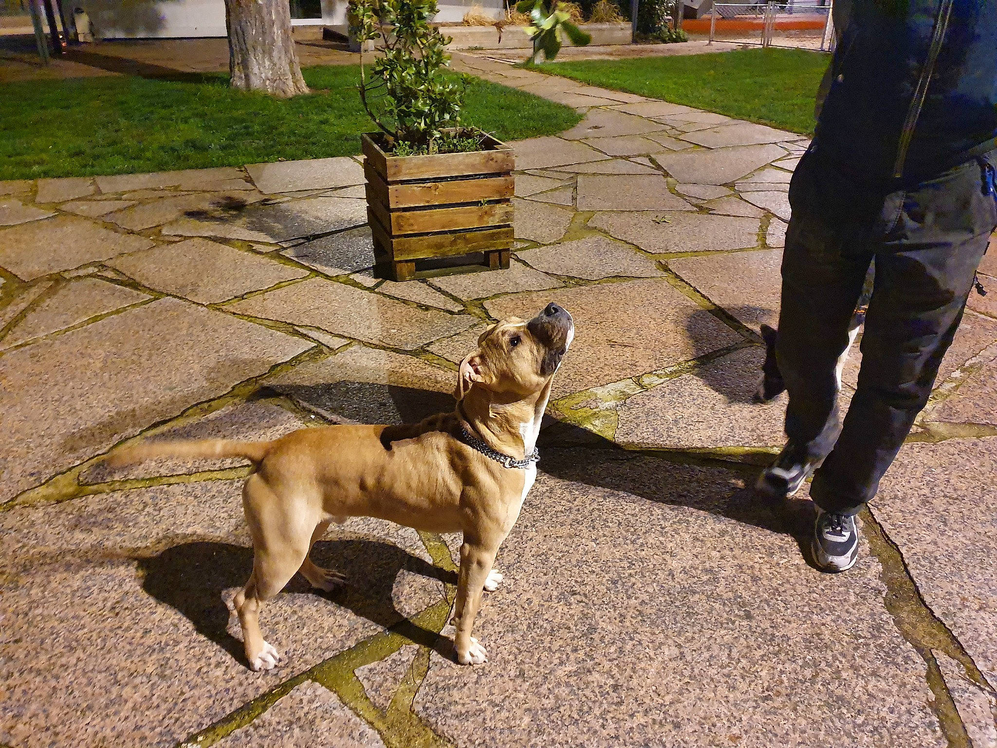 Pongo a rejoint le concours — aidez-le/la à gagner de superbes lots ! belgian_shepherd_malinois, canidae, carnivore, dog, dog_breed, dog_walking, fawn, leash, mammal, non_sporting_group, police_dog, sporting_group, vertebrate, working_dog