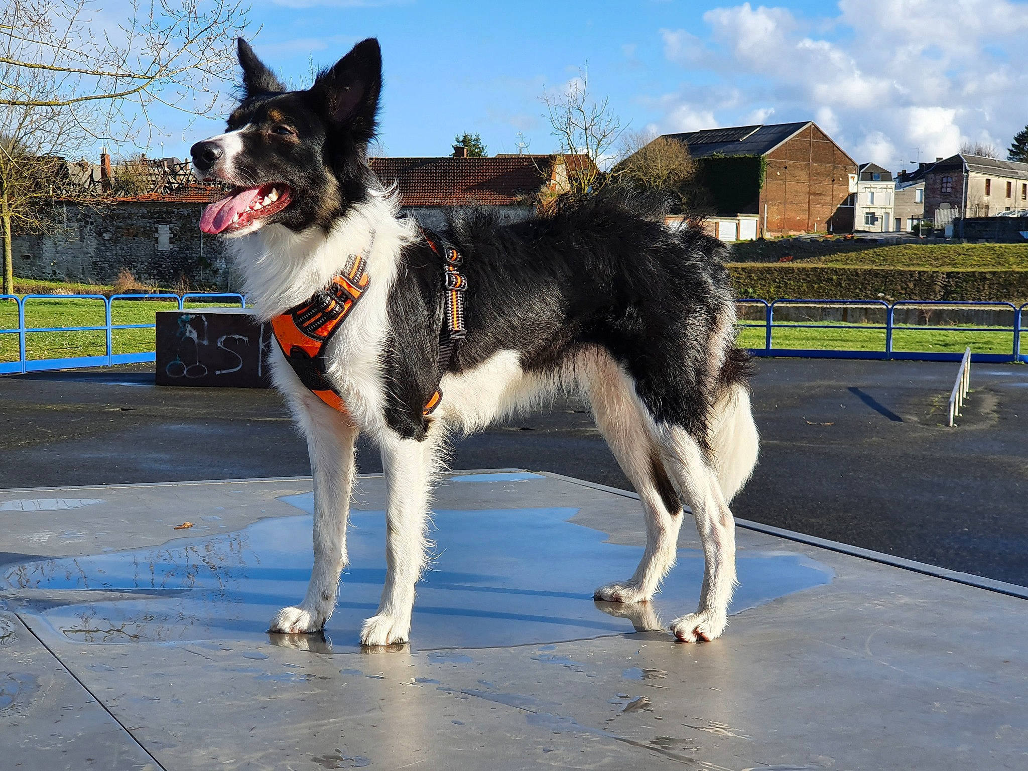 Priska participe au concours pour gagner de l'argent avec cette photo : canidae, carnivore, dog, dog_breed, east_european_shepherd, east_siberian_laika, karelian_bear_dog, lapponian_herder, mammal, native_american_indian_dog, rare_breed_dog, russo_european_laika, seppala_siberian_sleddog, shiloh_shepherd_dog, sporting_group, stabyhoun, tail, vertebrate, working_dog