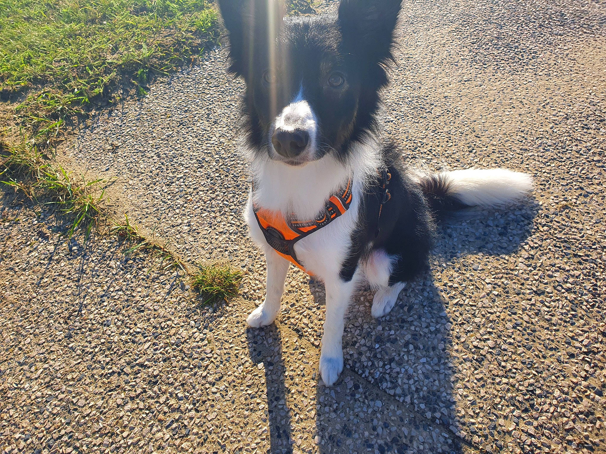 Priska a rejoint le concours — aidez-le/la à gagner de superbes lots ! canidae, carnivore, dog, dog_breed, leash, mammal, snout, sporting_group, tail