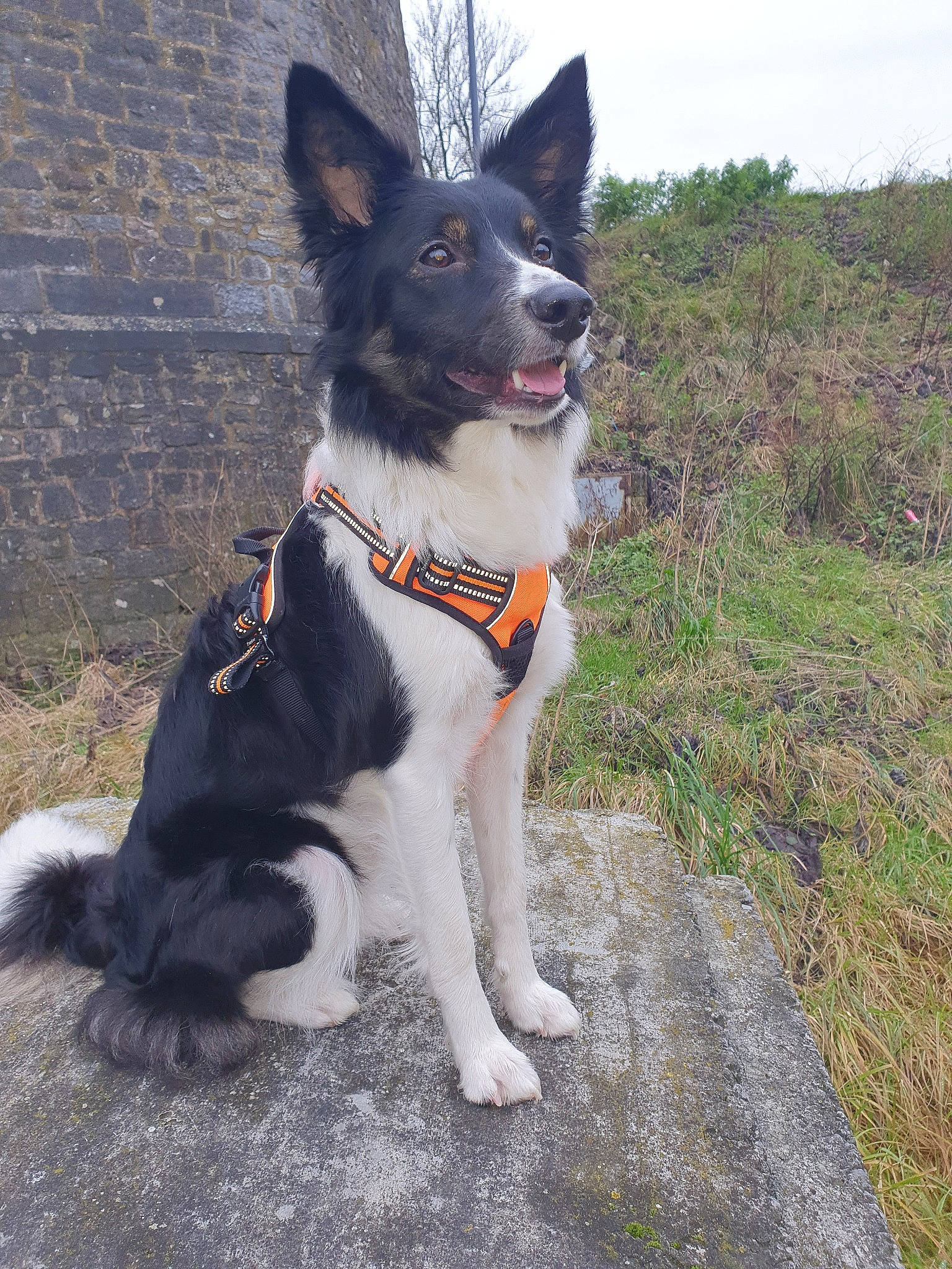 Priska a rejoint le concours — aidez-le/la à gagner de superbes lots ! australian_collie, border_collie, canidae, carnivore, companion_dog, dog, dog_breed, karelian_bear_dog, mammal, mcnab, rare_breed_dog, russo_european_laika, sporting_group, stabyhoun, tail, vertebrate