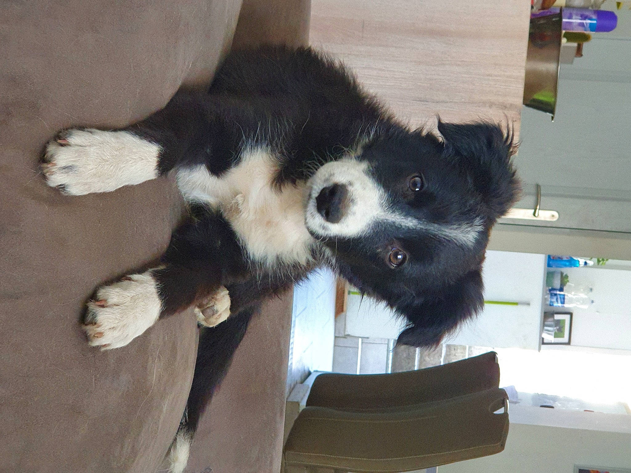 Roxanne a rejoint le concours — aidez-le/la à gagner de superbes lots ! canidae, carnivore, claw, dog, dog_breed, fur, natural_material, paw, pet_supply, snout, terrestrial_animal, vertebrate, working_dog