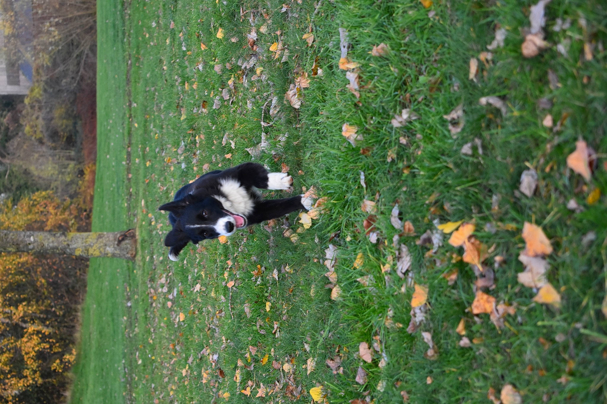 Roxanne a rejoint le concours — aidez-le/la à gagner de superbes lots ! autumn, border_collie, canidae, carnivore, companion_dog, deciduous, dog, dog_breed, grass, groundcover, herding_dog, lawn, leaf, small_to_medium_sized_cats, sporting_group, tail, working_dog