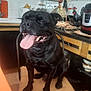 Parfait a rejoint le concours — aidez-le/la à gagner de superbes lots ! appliance, black_dog, chair, container, countertop, cup, cushion, decor, dog, figurine, happy, indoor, kitchen, pet, seated, smiling, table, tile_floor, tongue_out, wooden