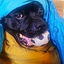 Parfait participe au concours pour gagner de l'argent avec cette photo : animal, ball, black_dog, blanket, blue_blanket, close_up, companion, cozy, cute, dog, face, fur, indoor, mouth, pet, playful, resting, toy, wrapped, yellow_cushion