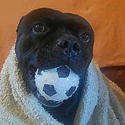 Parfait participe au concours pour gagner de l'argent avec cette photo : animal, black_dog, blanket, close_up, comfort, cozy, cute, dog, face, fur, indoor, looking_up, mouth, pet, playful, portrait, snuggled, soccer_ball, toy, wrapped