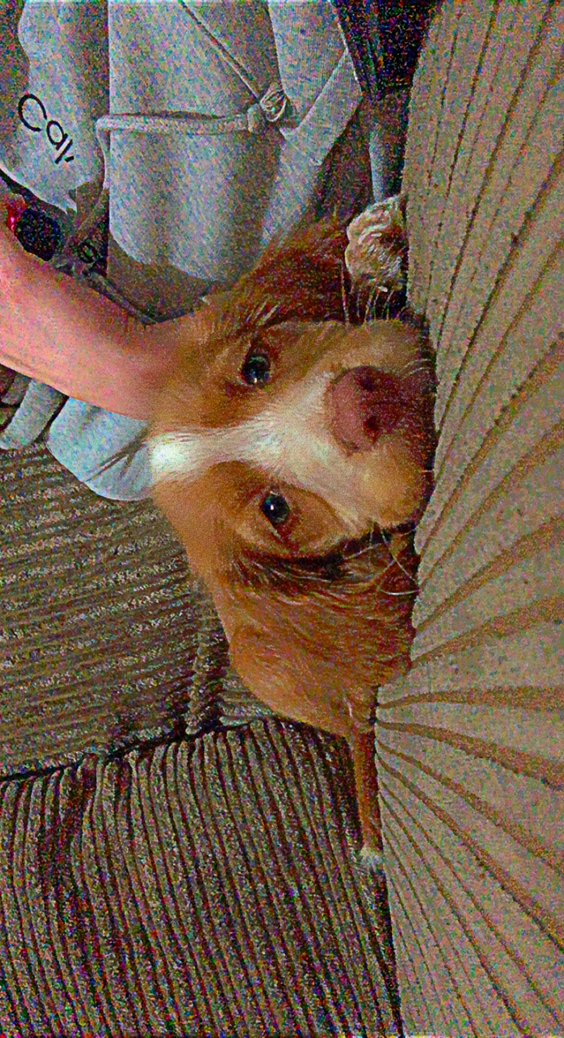 Luna is registered to the contest to win money with this photo: art, domestic_pig, ear, eyelash, fawn, flesh, fur, livestock, natural_material, peach, snout, suidae, terrestrial_animal, visual_arts, whiskers, wildlife, wood, wrinkle