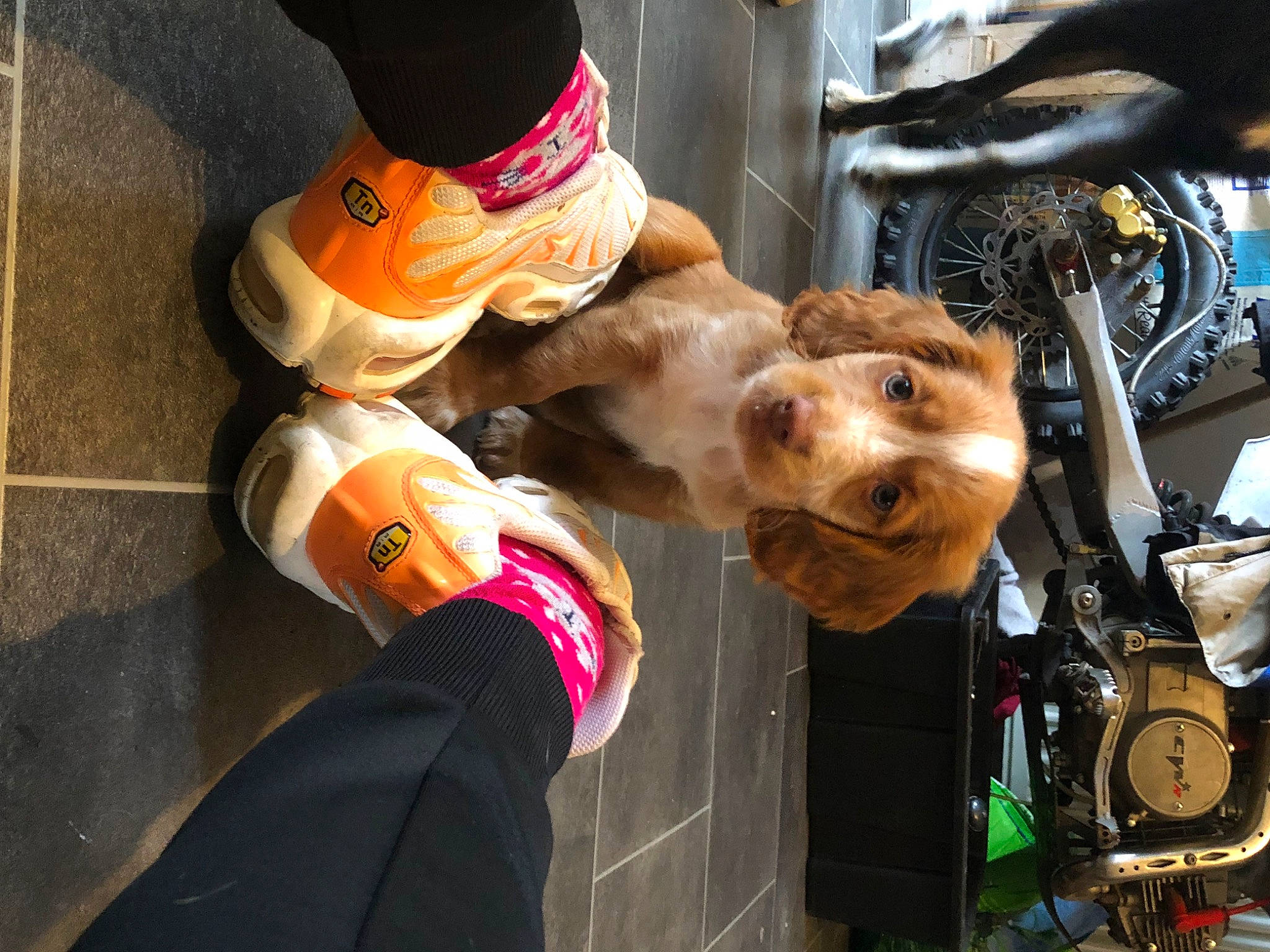 Luna is registered to the contest to win money with this photo: canidae, carnivore, collar, companion_dog, dog, dog_breed, eyewear, fashion_accessory, fawn, foot, fur, human_leg, leash, selfie, snout, sporting_group, tire, vehicle, wheel, working_animal