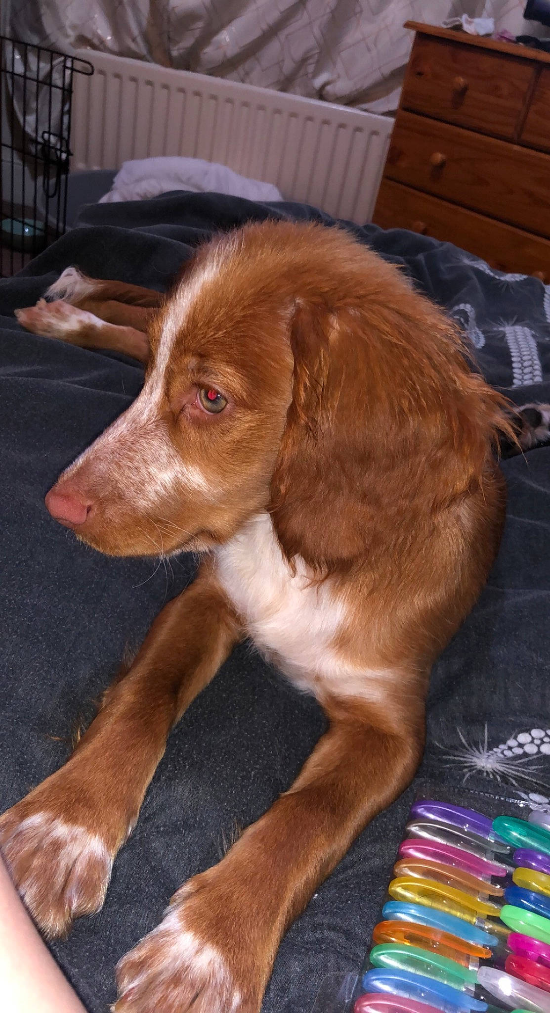 Luna is registered to the contest to win money with this photo: canidae, carnivore, companion_dog, dog, dog_breed, fawn, flooring, fur, gun_dog, liver, snout, sporting_group, whiskers, wood, working_animal, working_dog