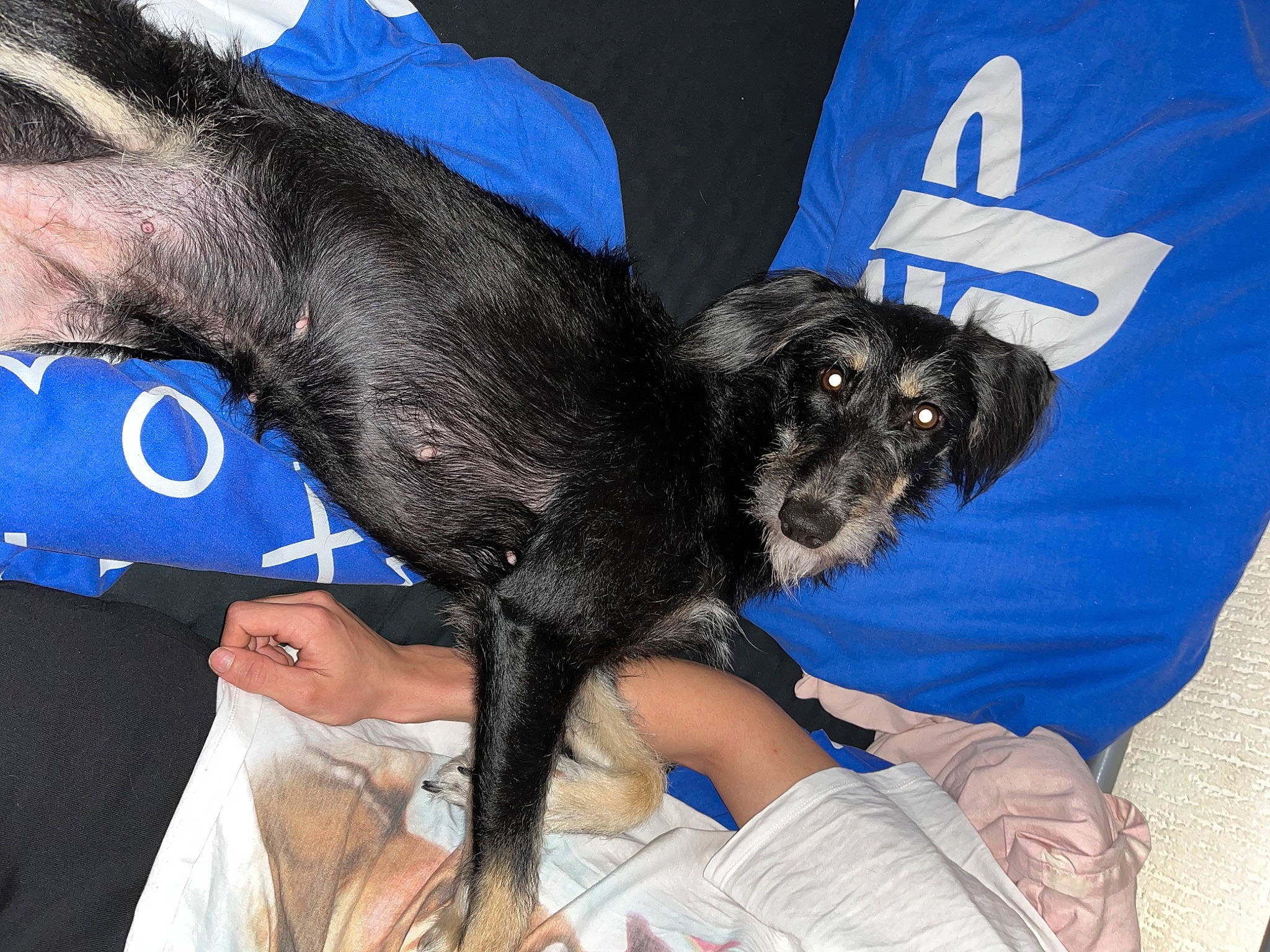 Bonnie joined the competition — help win amazing prizes! blue, canidae, carnivore, comfort, companion_dog, dog, dog_breed, dog_supply, electric_blue, fur, gesture, guard_dog, paw, snout, sporting_group, toy_dog, working_animal, wrist