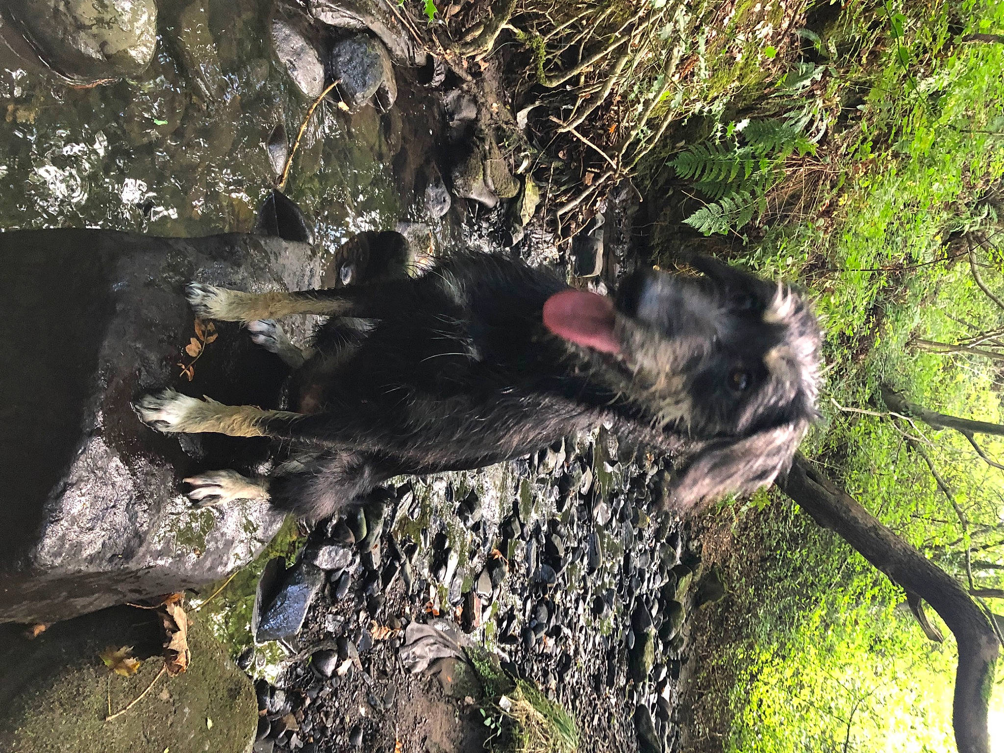 Bonnie is registered to the contest to win money with this photo: bedrock, big_cats, canidae, carnivore, dog_breed, fang, felidae, fur, koala, marsupial, plant, rock, snout, soil, sporting_group, tail, terrestrial_animal, tree, trunk, wildlife