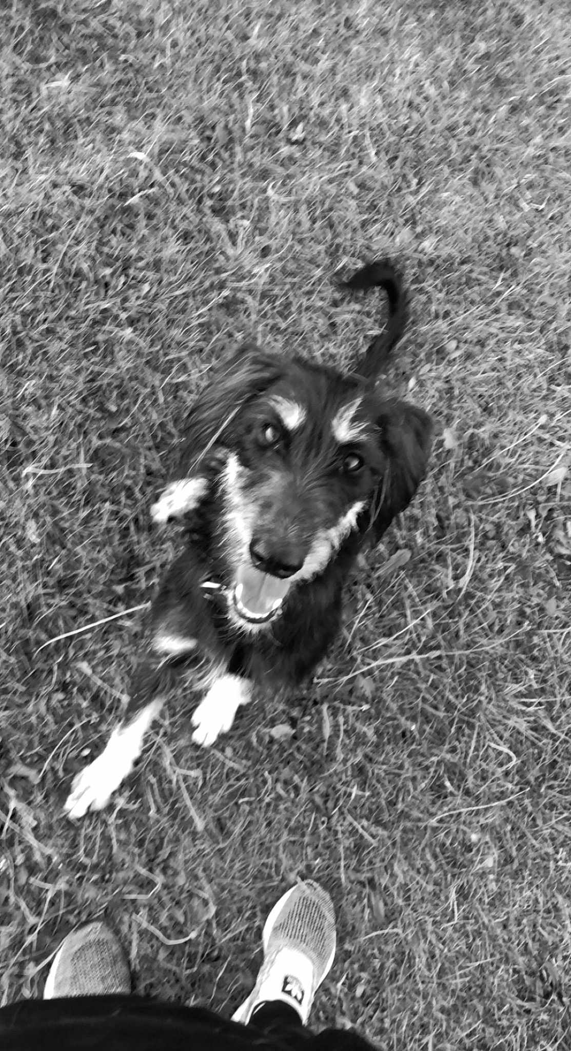 Bonnie