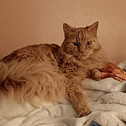 Lulu is registered to the contest to win money with this photo: animal, blanket, cat, comfort, cozy, cute, feline, fluffy, fur, ginger_cat, home, indoor, mammal, paw, pet, relaxed, resting, sleepy, soft, whiskers