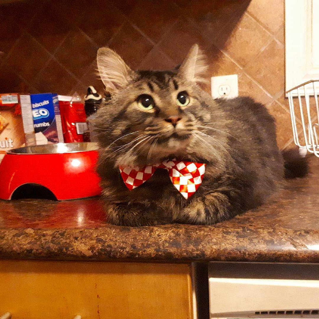 Armani joined the competition — help win amazing prizes! asian, carnivore, cat, domestic_long_haired_cat, domestic_short_haired_cat, european_shorthair, felidae, kitten, kurilian_bobtail, maine_coon, mammal, norwegian_forest_cat, siberian, small_to_medium_sized_cats, tabby_cat, whiskers