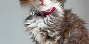 Saphyra participe au concours pour gagner de l'argent avec cette photo : animal, cat, collar, curious, cute, domestic_animal, feline, fluffy, fur, indoor, kitten, neutral_background, pet, pink_nose, portrait, sitting, soft_texture, whiskers, wide_eyes, young