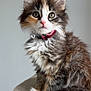 kitten, cat, feline, pet, fluffy, collar, pink_nose, wide_eyes, sitting, fur, whiskers, cute, domestic_animal, young, indoor, portrait, soft_texture, neutral_background, curious, animal