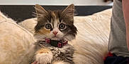 Saphyra participe au concours pour gagner de l'argent avec cette photo : kitten, cat, pet, furry, collar, paw, hand, indoor, couch, cushion, cute, fur, whiskers, ears, eyes, person, fingers, home, relaxing, animal