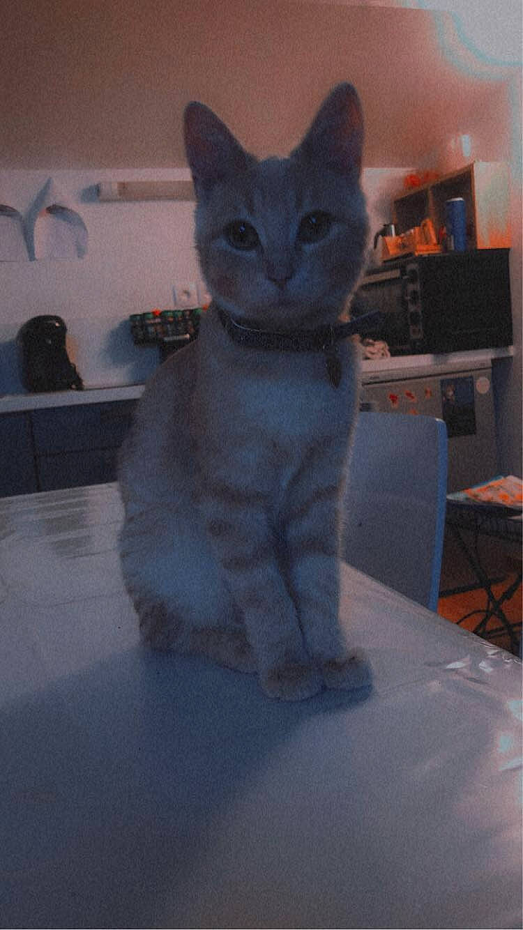 Mäiddy a rejoint le concours — aidez-le/la à gagner de superbes lots ! art, carnivore, cat, comfort, domestic_short_haired_cat, electric_blue, felidae, fur, grey, iris, paw, room, russian_blue, sitting, small_to_medium_sized_cats, snout, tail, television, whiskers