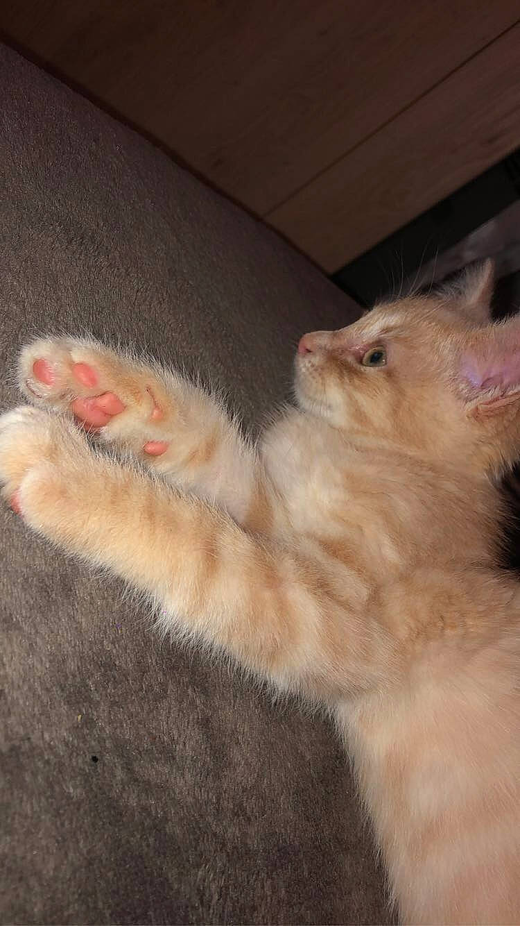 Mäiddy participe au concours pour gagner de l'argent avec cette photo : canidae, carnivore, cat, claw, comfort, companion_dog, dog_breed, domestic_short_haired_cat, ear, eye, fawn, felidae, foot, fur, nap, paw, small_to_medium_sized_cats, snout, tail, whiskers