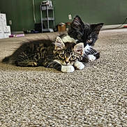 Pepsi And Raja is registered to the contest to win money with this photo: animal, black_and_white, carpet, cat, cozy, curious, cute, domestic, ears, eyes, feline, floor, indoor, kitten, laying_down, pet, tabby, two_animals, whiskers, young