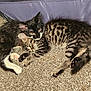 Pepsi And Raja is registered to the contest to win money with this photo: animal, black_and_white, carpet, cat, companions, cozy, cute, domestic_animal, ears, feline, fur, indoor, kitten, laying_down, paws, pets, resting, snuggling, tabby, whiskers