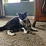 Pepsi And Raja is registered to the contest to win money with this photo: animal, black_and_white_cat, carpet, cat, companions, cuddling, curious, cute, domestic, ears, feline, floor, fur, indoor, kitten, pet, playful, tabby_cat, whiskers, young