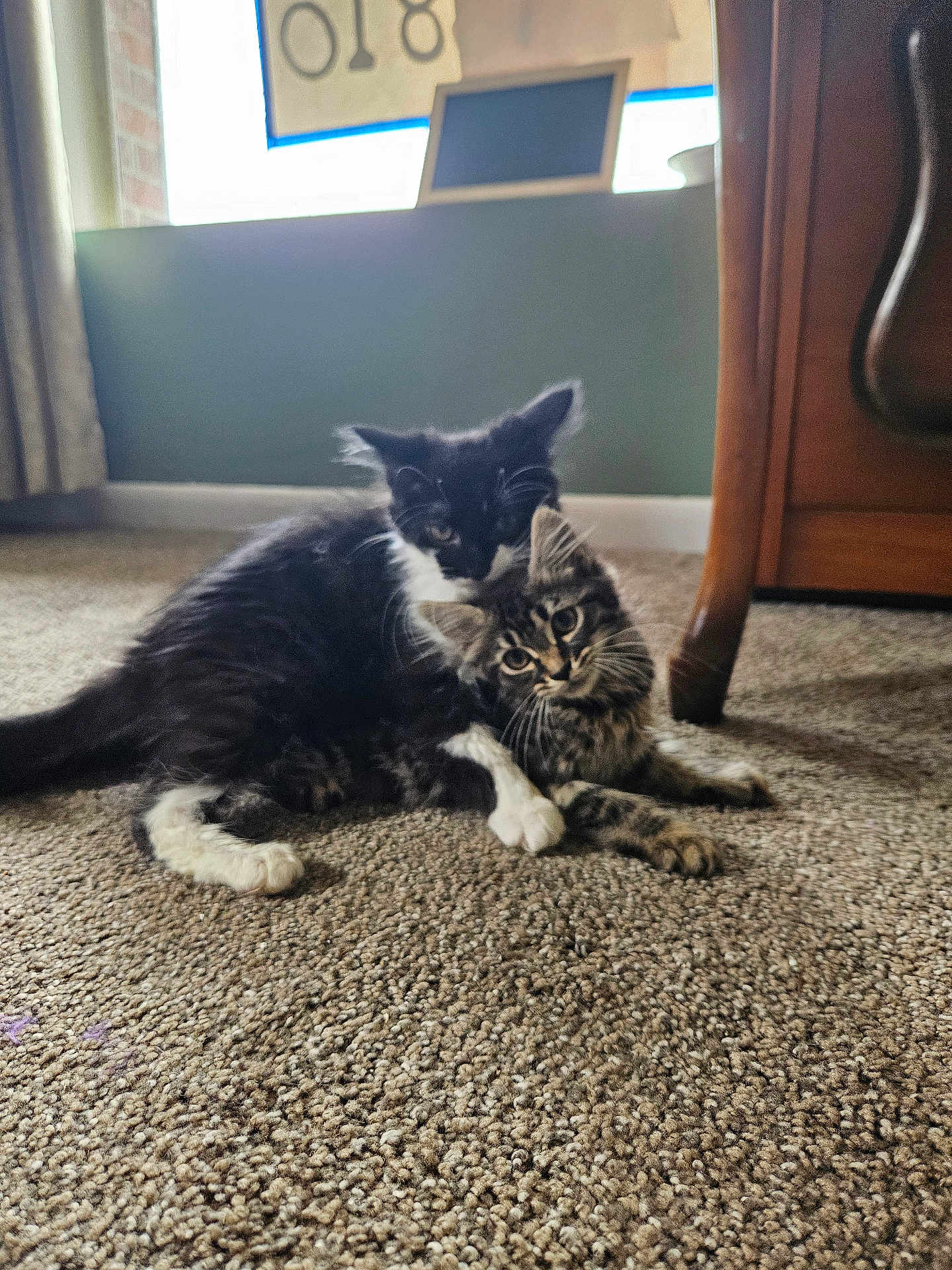 Pepsi And Raja is registered to the contest to win money with this photo: animal, black_and_white_cat, carpet, cat, companions, cuddling, curious, cute, domestic, ears, feline, floor, fur, indoor, kitten, pet, playful, tabby_cat, whiskers, young