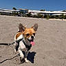 Hamour a rejoint le concours — aidez-le/la à gagner de superbes lots ! animal, beach, blue_sky, building, cute, daytime, dog, ears, happy, harness, leash, outdoor, palms, pet, sand, shadow, small_dog, sunny, tongue_out, walking