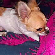 Hamour participe au concours pour gagner de l'argent avec cette photo : animal, bite, blue, chihuahua, closeup, colorful, curious, cute, dog, ear, fabric, fur, indoor, nibble, pet, pink, playful, resting, small_dog, snout