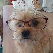 Bella a rejoint le concours — aidez-le/la à gagner de superbes lots ! dog, glasses, pet, fluffy, cute, indoor, animal, face, furry, portrait, table, wood, eyewear, closeup, domestic, mammal, adorable, brown, furniture, household